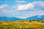 Vineyards in the Pirin mountain near Melnik Bulgaria.