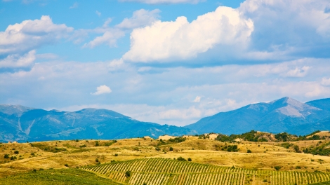 Vineyards in the Pirin mountain near Melnik Bulgaria.