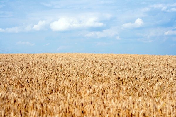 World Bank gives Ukrainian agriculture investment boost