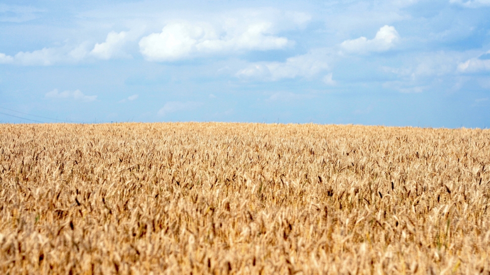 Wheat ukraine agriculture ebrd