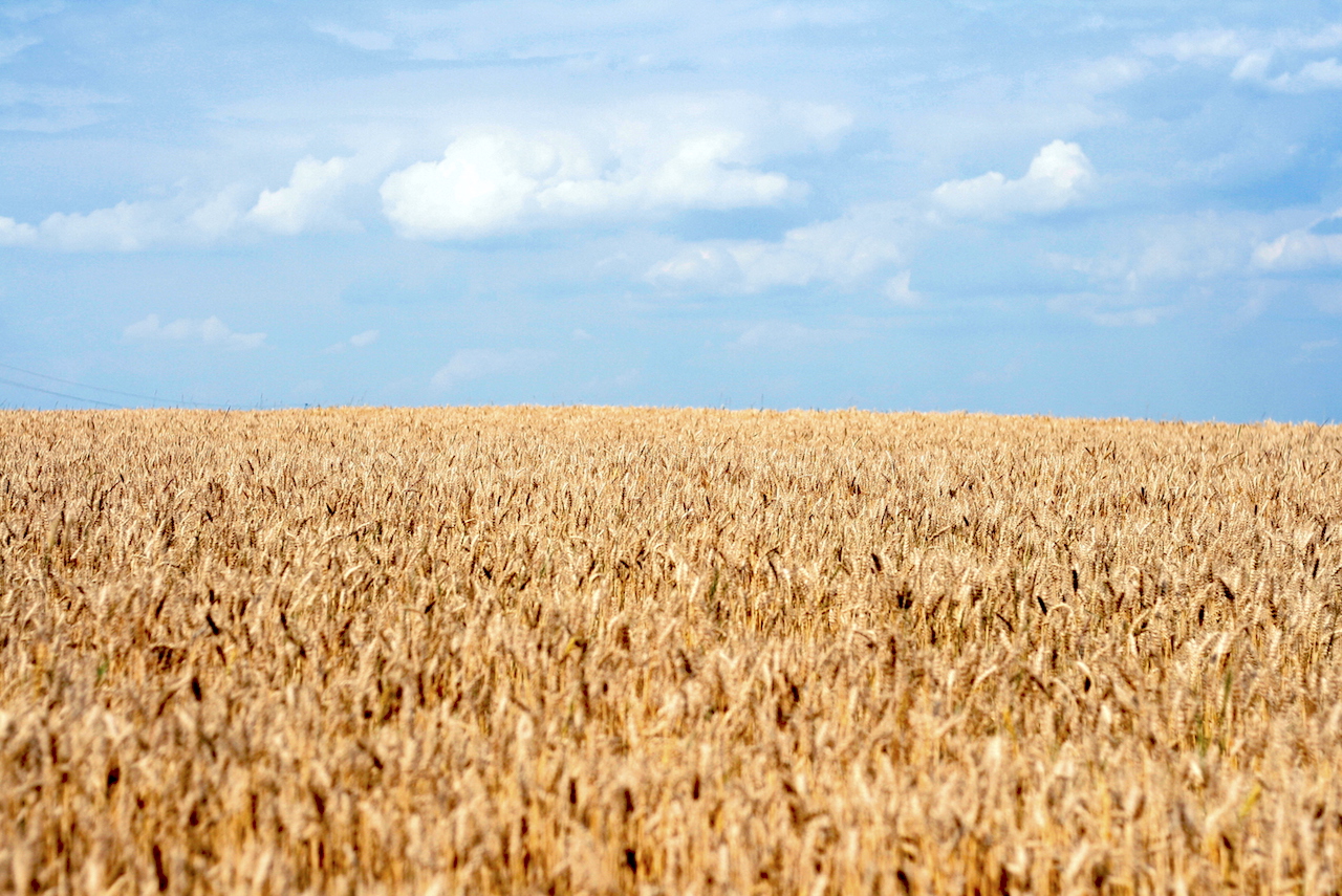 World Bank gives Ukrainian agriculture investment boost Emerging Europe