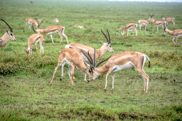 gazelle emerging europe romania