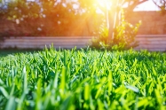 Beautiful view on cute backyard in sunny day, fresh green grass