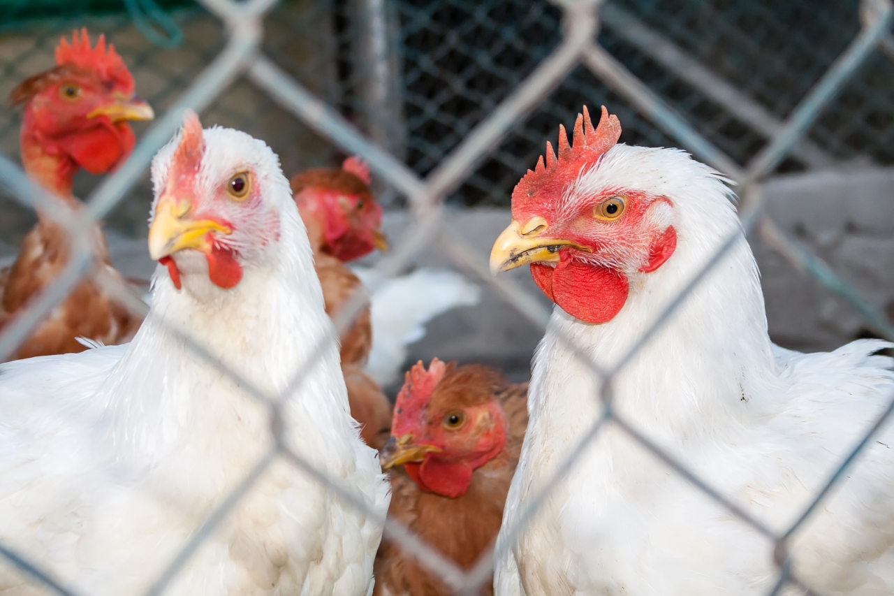 Two White Chickens Or Hens Inside A Chicken Coop Or Hen House Se