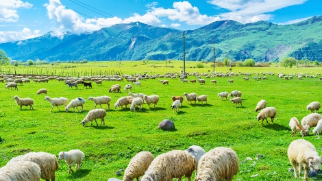 The highland agriculture lands in Gudauri with the herd of sheep grazing here Georgia.