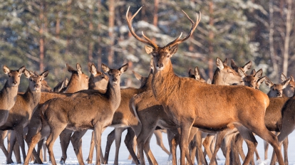 Great noble deer surrounded by herd.Portrait of a deer, while looking at you.Adult deer with big beautiful horns on snowy field on forest background.