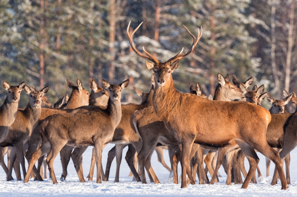 Great noble deer surrounded by herd.Portrait of a deer, while looking at you.Adult deer with big beautiful horns on snowy field on forest background.