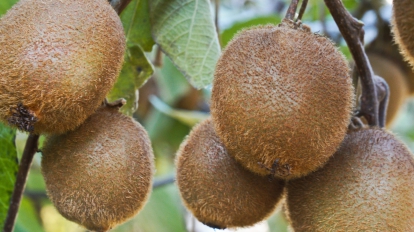 Kiwi fruits growing on the branch on autumn