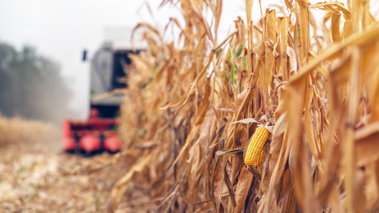 Harvesting corn crop field. Combine harvester working on plantation. Agricultural machinery gathering ripe maize crops.