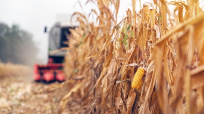 Harvesting corn crop field. Combine harvester working on plantation. Agricultural machinery gathering ripe maize crops.