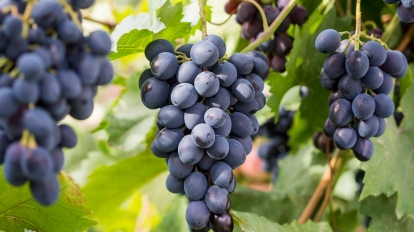 Saperavi grape by far the most poplar wine grape in Georgia Caucasus. ** Note: Shallow depth of field ** Note: Visible grain at 100%, best at smaller sizes