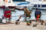 Varna Bulgaria - July 20 2014: Senior fishermen catch fish from the shore group of street cats waiting for haul