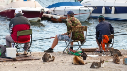 Varna Bulgaria - July 20 2014: Senior fishermen catch fish from the shore group of street cats waiting for haul