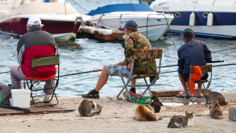 Varna Bulgaria - July 20 2014: Senior fishermen catch fish from the shore group of street cats waiting for haul