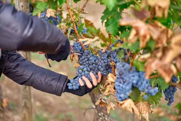 Moldova: More Good News Than Just Good Wines