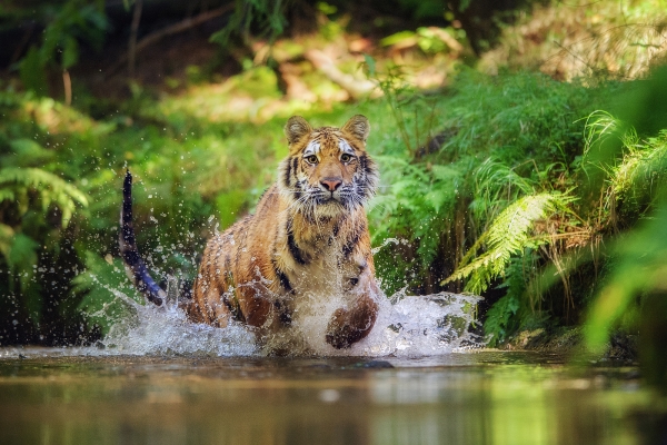 Leaping tigers meet in Poland