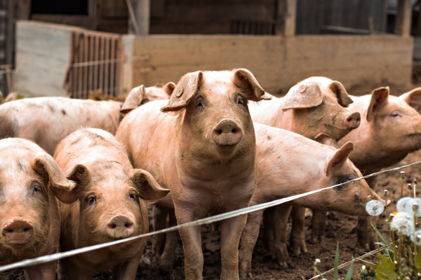 Bulgaria’s entire pig herd under threat from African swine fever