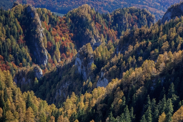 Environmental groups in new bid to halt illegal logging in Romania