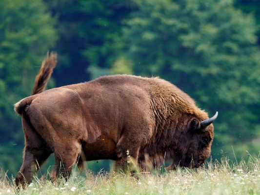 Bison rewilding programme in Romania enjoys new success