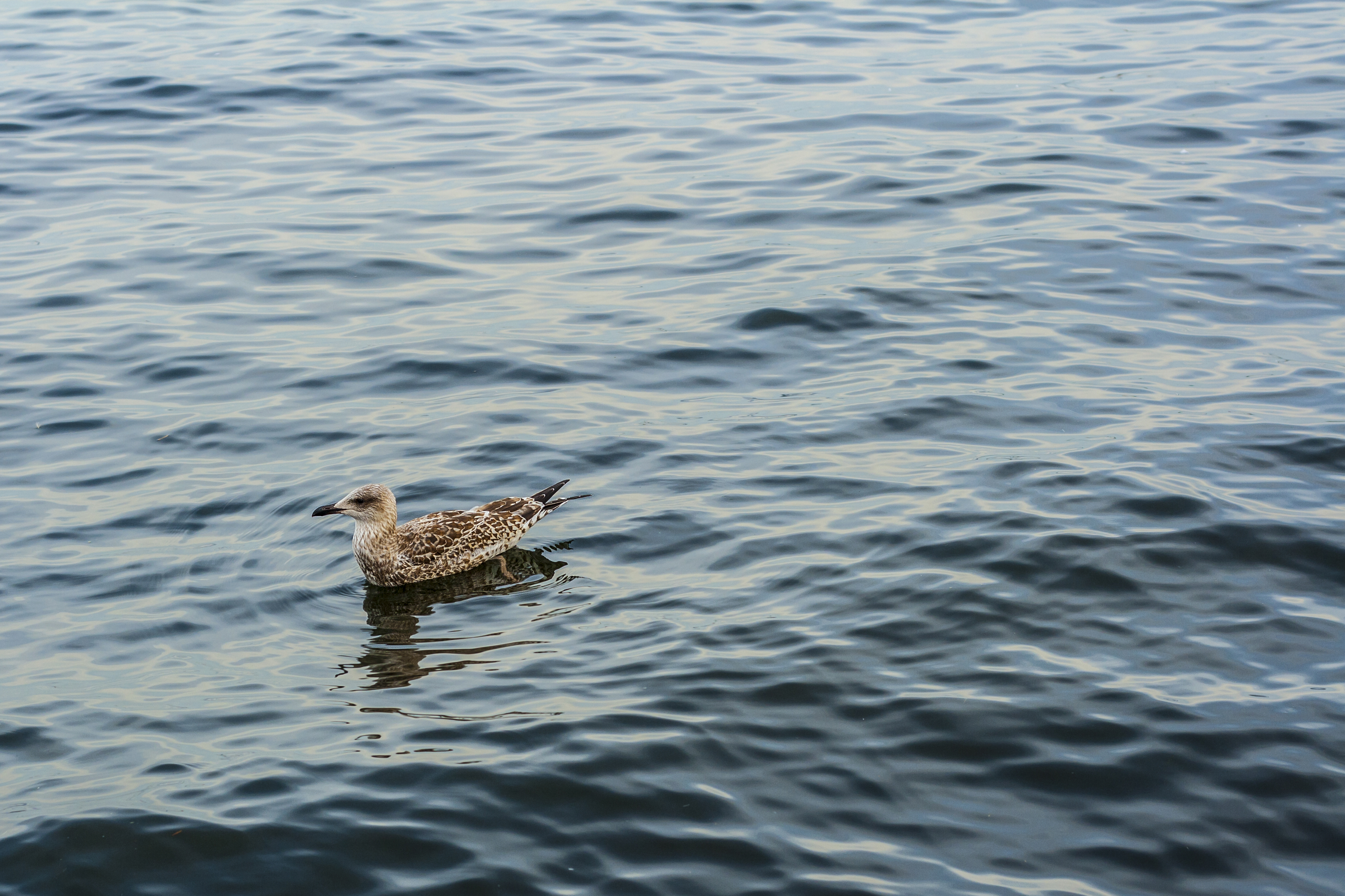 bigstock-Young-European-Herring-Gull-Dr-334966900 - Emerging Europe