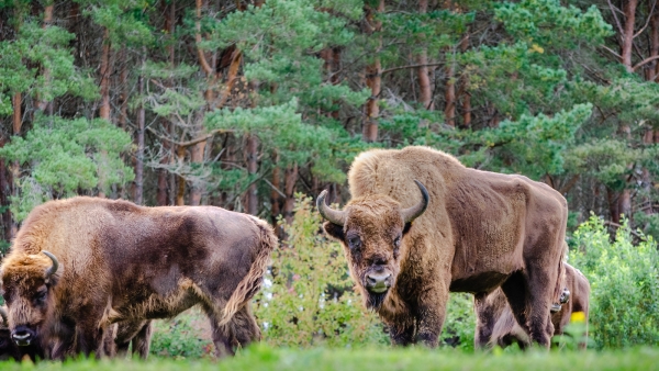 Bison rescue highlights ongoing problem of poaching in Romania