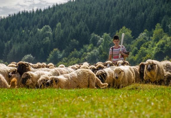 How live exports are hurting farmers in Romania: Elsewhere in emerging Europe