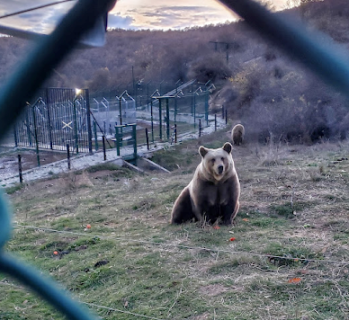 Prishtina Bear Sanctuary