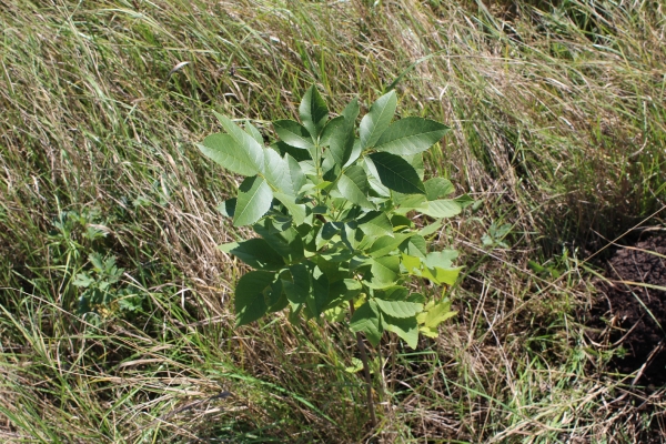 Creative approaches to reforestation and afforestation: The Armenian experience