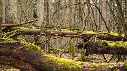 emerging europe Bialowieza Forest poland