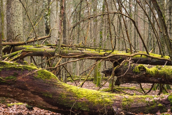 Saving Poland’s Białowieża Forest: Elsewhere in emerging Europe