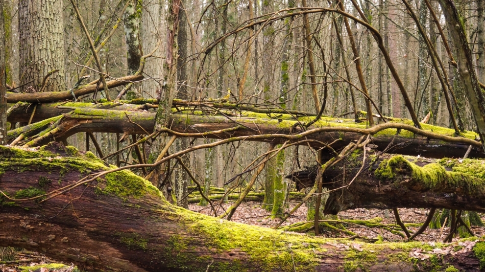 Saving Poland's Białowieża Forest: Elsewhere in emerging Europe 