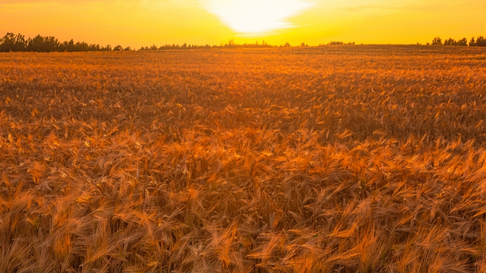 emerging europe wheat droughtt