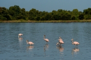 emerging europe albania pink flamingos
