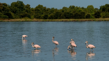 emerging europe albania pink flamingos