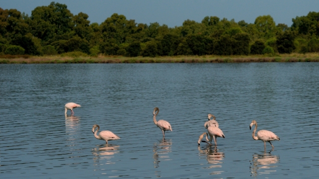 emerging europe albania pink flamingos