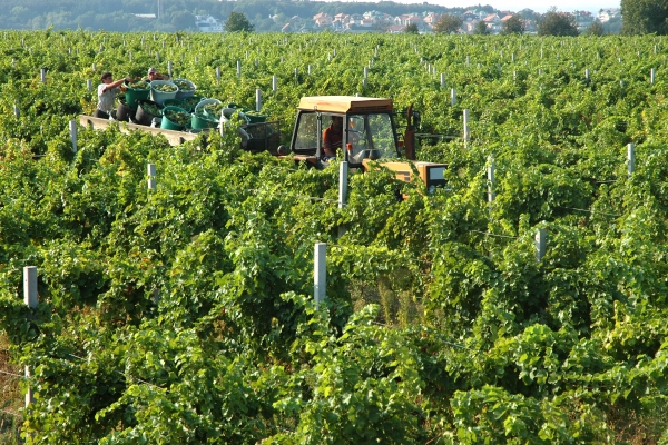 Exploring Serbian wine country: Elsewhere in emerging Europe