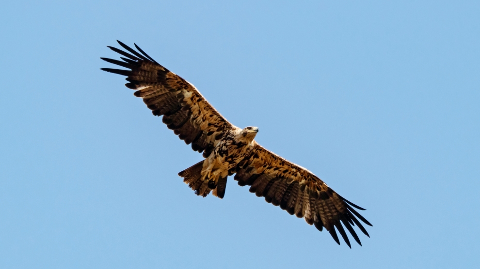 eastern imperial eagle