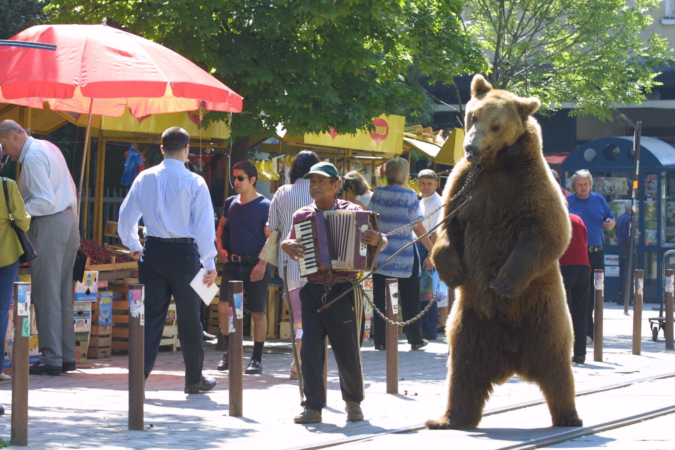Dance bear com. Dancing Bear 2021. Bear Dance. Dancing Bear #4. Dancing Bear в России.