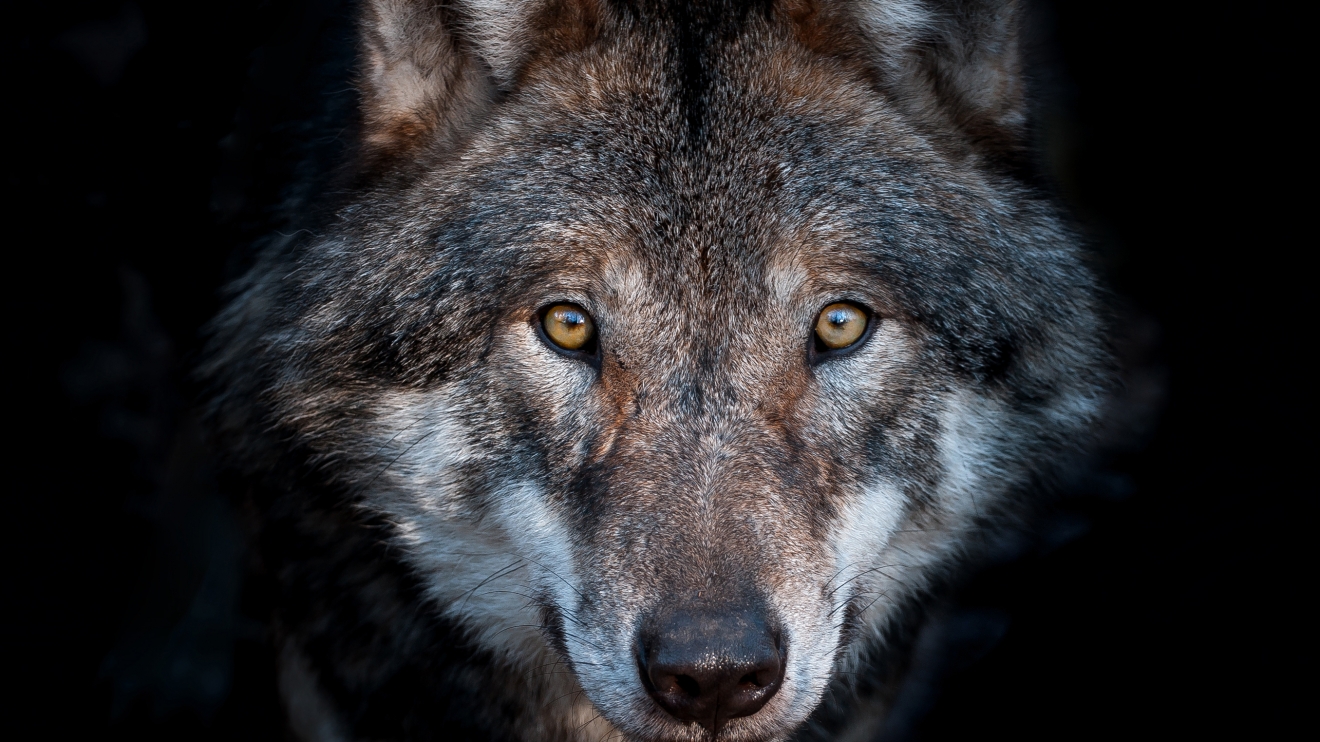 European Wolf Hungary