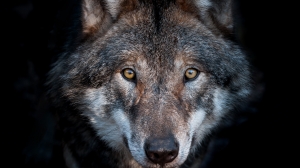 European Wolf Hungary