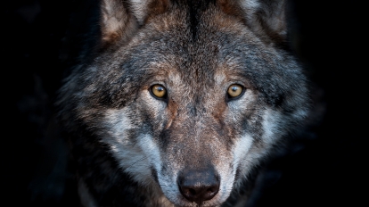 European Wolf Hungary