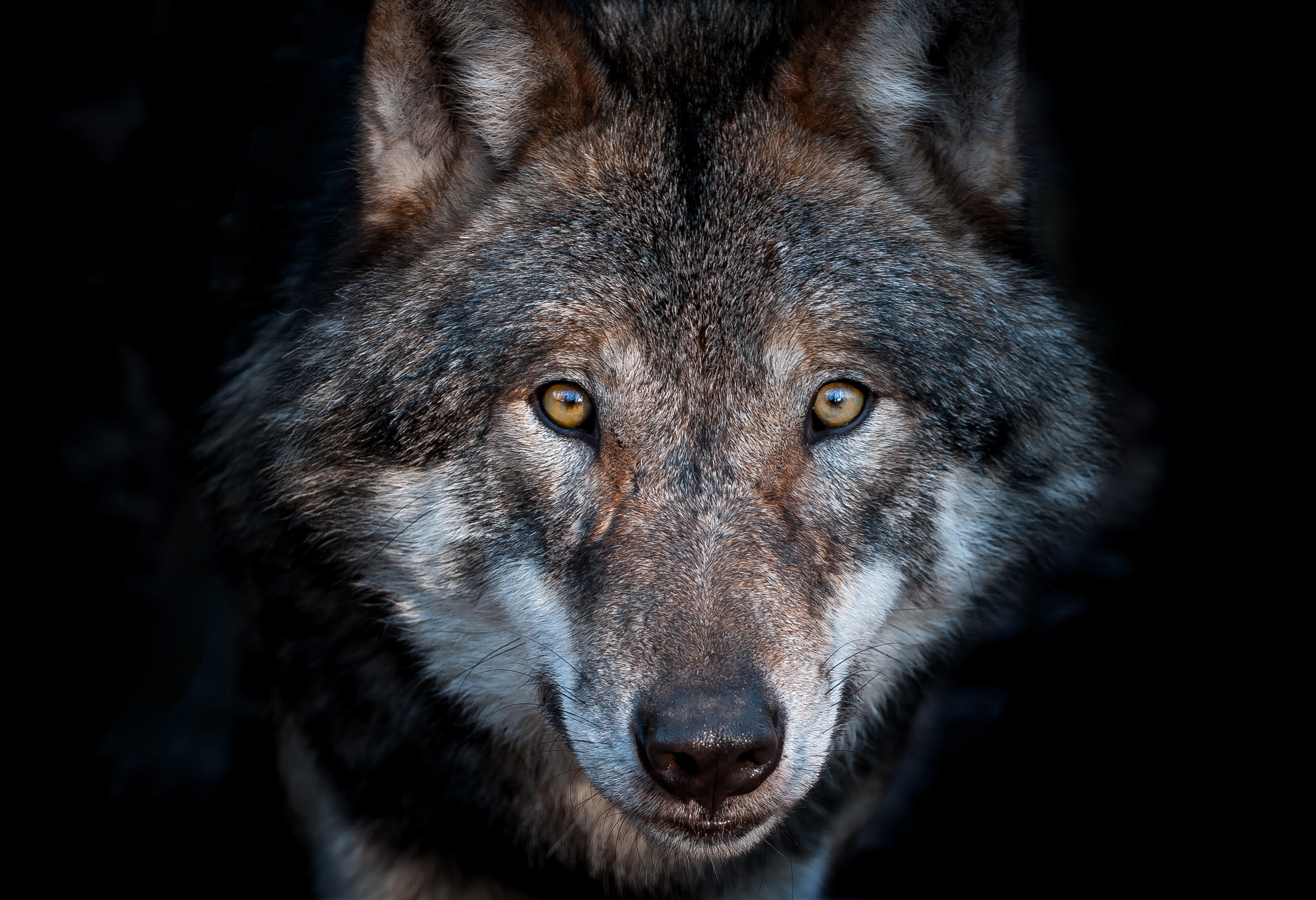 European Wolf Hungary