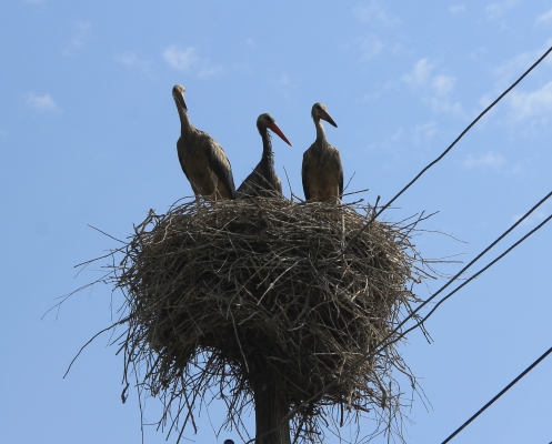 Armenian ecologists sound alarm after images of oil-covered storks emerge online
