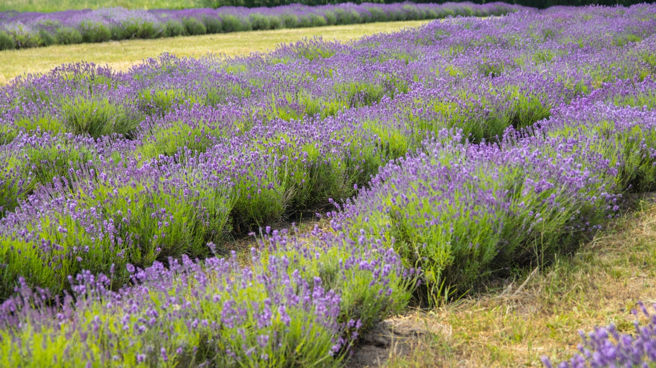 How Bulgaria took the lead in lavender: Elsewhere in emerging Europe ...