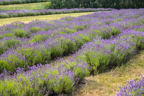 How Bulgaria took the lead in lavender: Elsewhere in emerging Europe