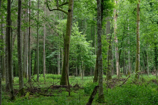 Emerging Europe’s primeval forests are in danger