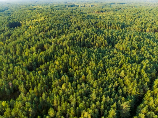 A new asset management fund is targeting sustainable investment in CEE’s farmland and forests