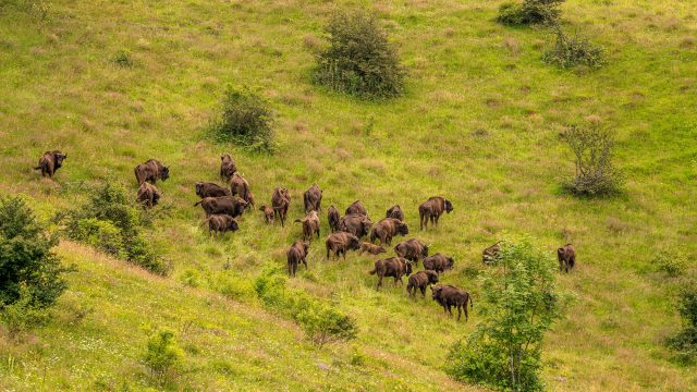 The European bison is no longer a vulnerable species