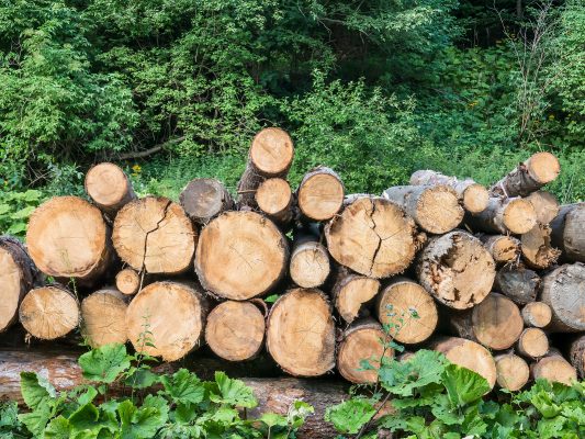Romania’s new timber traceability system removes public transparency