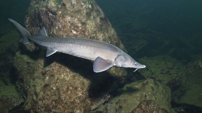 sturgeon